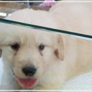 동양애견 강아지분양 고양이분양 이미지