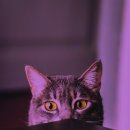 고양이입양소 이미지