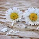 홍성천 복개 주차장 이미지