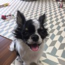 펫 필드 호텔 이미지