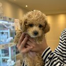 부산강아지분양 마이뭉 24시 이미지