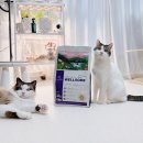 캣썸 | 고양이 사료 추천, 기호성과 관절 건강 모두 챙긴 웰썸