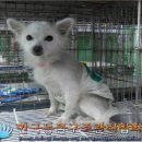 2010년 12월, 한국동물구조협회 및 APMS에 등록된 스피츠들 이미지