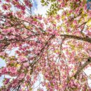 “겹벚꽃은 아직 시작도 안했다”… 4월 여행으로 꼭 가봐야하는 겹벚꽃 여행지 이미지