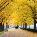 은행나무길 이미지