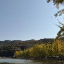 문광 | 충북 괴산 가을명소 문광저수지 은행나무길 후기 주차정보