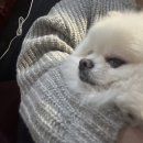 개랑놀아주는남자 이미지