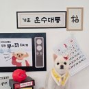 꽁꼼하개 이미지