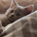 24시센트럴동물메디컬센터 이미지