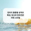 견생스타일 이미지