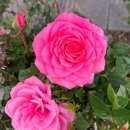 회원동300 이미지