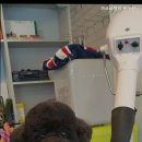 까르르멍멍 이미지