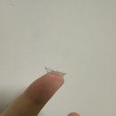 파리글라스유니시티점 | 데이렌즈 추천] 투명렌즈 첫 사용에 좋은 "뉴에버 원데이" 파리글라스 안경 위드렌즈 창원유니시티점 후기