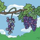 [인 더 바이블] 포도밭(vineyard) 이미지