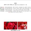 고방서예[3304] 백옥헌(白玉軒)李塏(이개)28, 장미(薔薇) 이미지