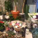 달플로르 이미지