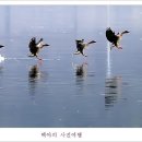 백조 이미지
