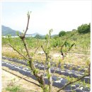 상왕농장 이미지