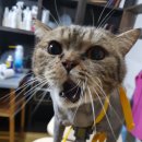 릴리네 애견미용실 이미지