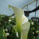 강천농장 이미지