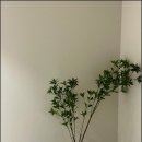 루트커피 이미지