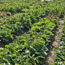 가락골 농장 이미지