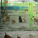 강아지공작소 이미지