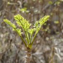 영월치킨센타 이미지