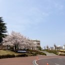 영산시장 | [대구 벚꽃 명소] 영화 〈국제시장 2〉 촬영 중! 계명대학교 대명 캠퍼스 실시간 벚꽃 나들이 후기