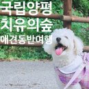 펫츠고트래블 | [양평 치유의 숲] 강아지 동반 당일치기 여행_feat.펫츠고 트래블후기