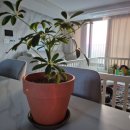 해뜨는우리집 이미지