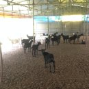 도전농장 이미지