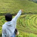 초록잎이 펼치는 세상 이미지