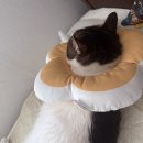 동수사랑 동물병원 | 고양이 전문 동물병원 비만세포종 수술후기