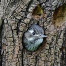 딱따구리 이미지