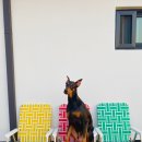 도그프리덤 | [경남사천] '도그프리덤' 애견동반펜션 솔직한 후기 !!!