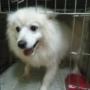 아지사랑 이미지