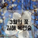 흥동 농장 | [3월의 꽃] 김해 목련숲 가는길(주차팁,평일방문기,개화상태)