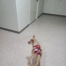 따스하개 이미지