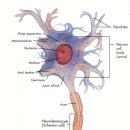 내 몸속 신경세포에게 삶의 지혜를 배우다. 이미지