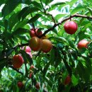 진주텃밭 초전점 이미지