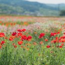 일렁이는 이미지