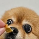 슈퍼마이펫 네이버블로그
