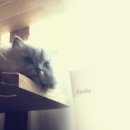 낭만고양이 - 화성시 동탄반송길 13 | 낭만고양이
