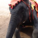 코끼리PC 이미지