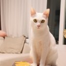 준옹농장 네이버블로그