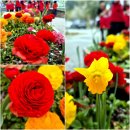 양천도시농업공원 | 서울 공원 추천 양천 도시농업공원 장 가르기 체험