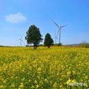 한빛공원(제일프라자 앞) | 제주 녹산로 벚꽃길 조랑말체험공원 유채꽃밭