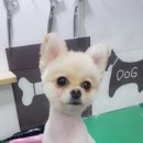 뿌리네 애견샵 이미지