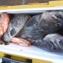 피싱랜드 이미지